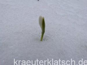 Tapferes Schneeglöckchen