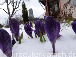 sie geben nicht auf 27.3.2013 ! 