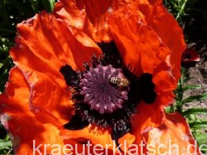 Mohn