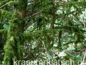 Baumbart, Baum mit Flechten