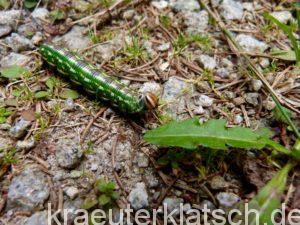 Die Raupe des Kiefernschwärmers